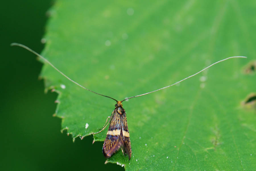 Microlepidottero da ID. : Adela croesella